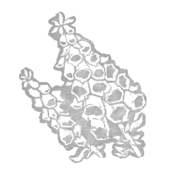 Foxglove